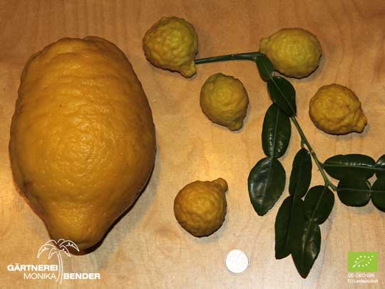 Frucht und Blatt der Kaffir-Limette im Vergleich C. medica Maxima  - Citrus x hystrix | BIO