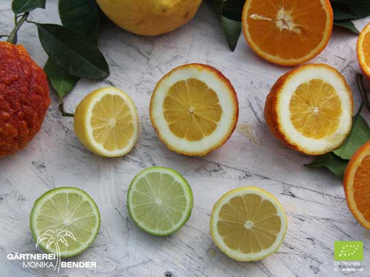 Vergleich von Limette, Zitrone C. limon Lunario, C. limon Rosso und Orange