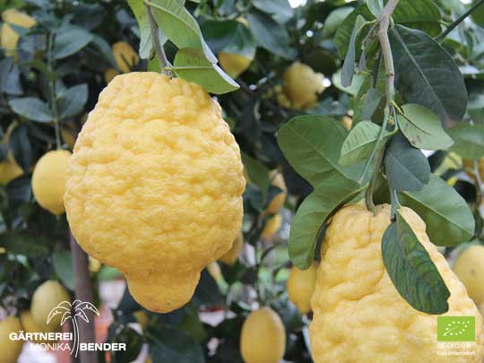 Frucht der Zitronatzitrone  - Citrus medica Maxima | BIO
