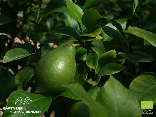 Grüne Frucht der Zitronen-Sorte Lunario - Citrus limon L. | BIO