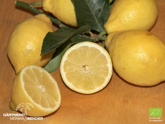 Zitronenbäumchen Lunario - Citrus limon L.  | BIO