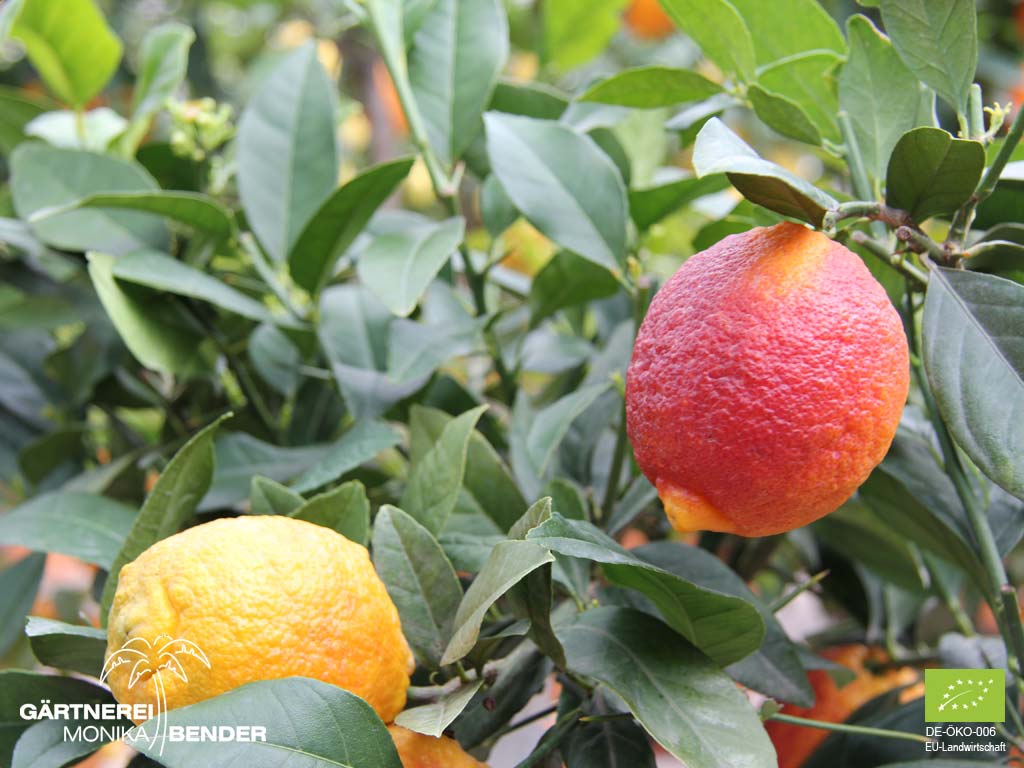 ROTE Zitrone Citrus limon 'Rosso' Zitrone  Zitronenbaum  Blütenduft!