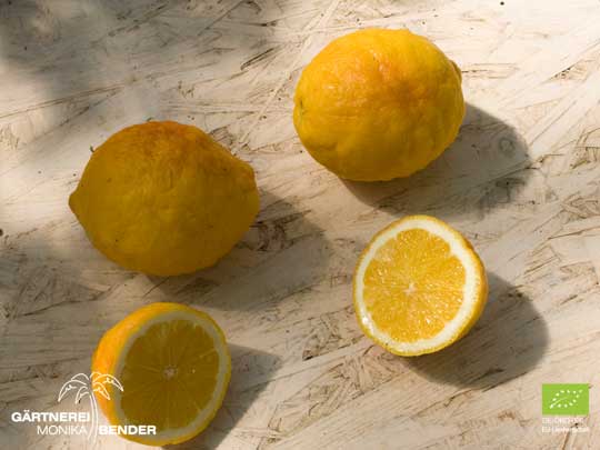 Angeschnittene Früchte der Zitrone Limone Rosso - Citrus limon Rosso | BIO