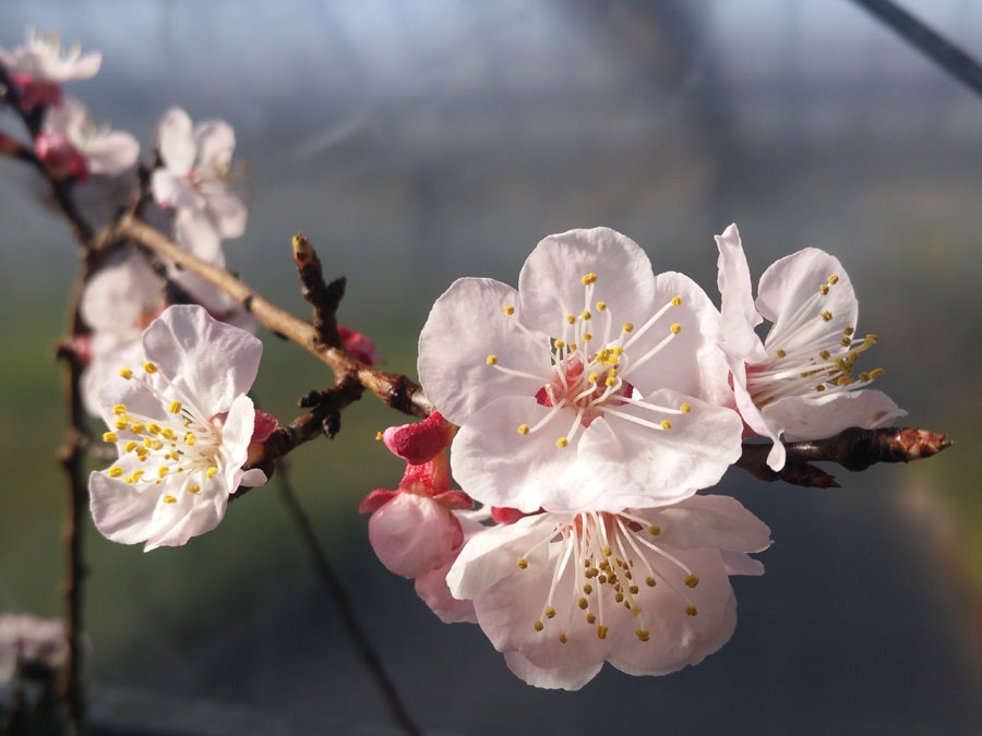 Foto Aprikosenblüte