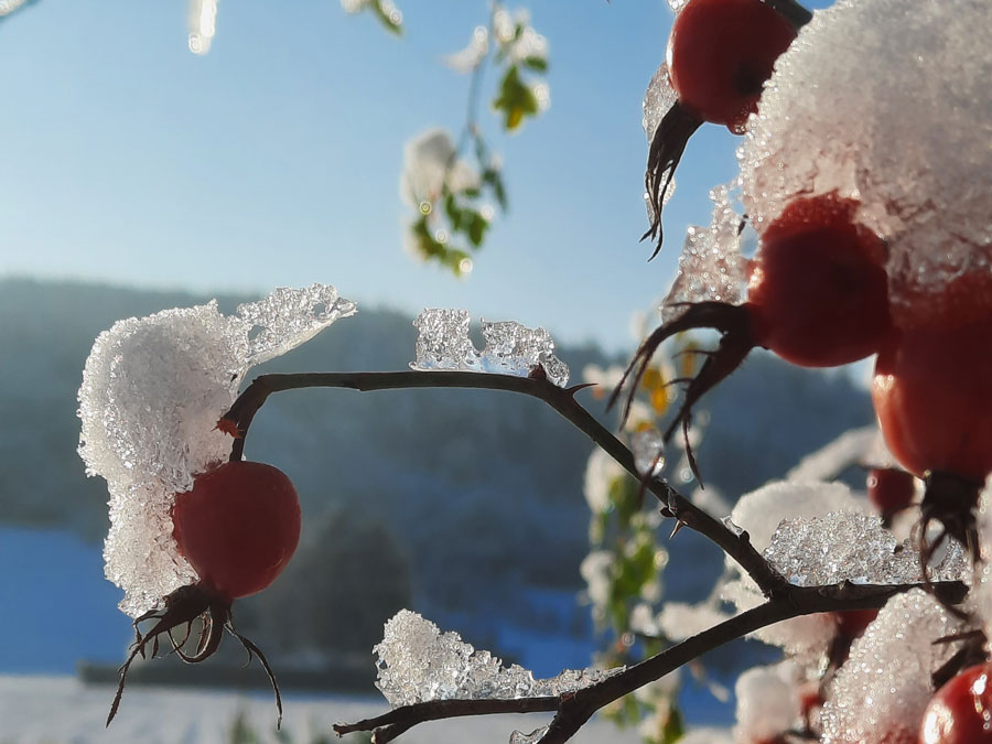 Foto Wintersonne mit Hagebutten