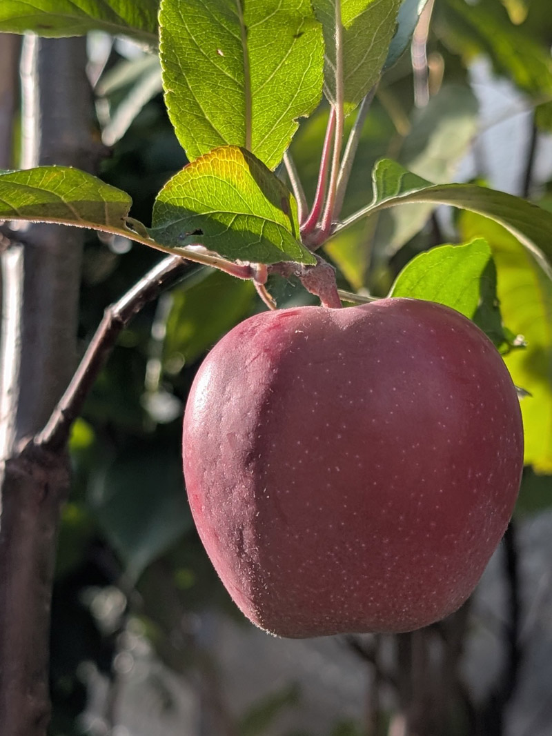 Apfelbaum