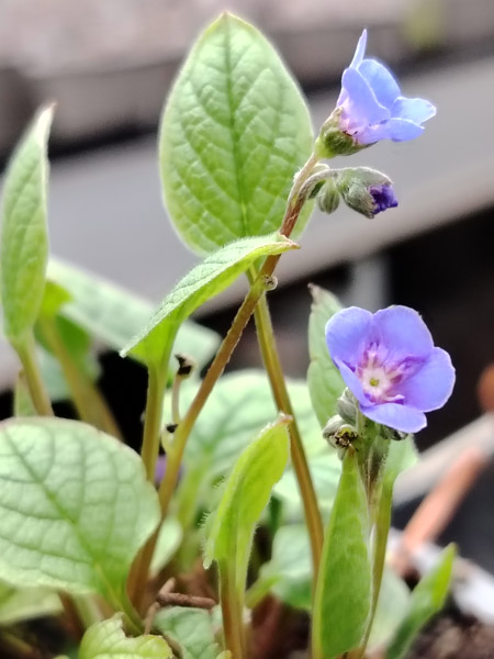 Frühlings-Gedenkemein (Omphalodes verna)