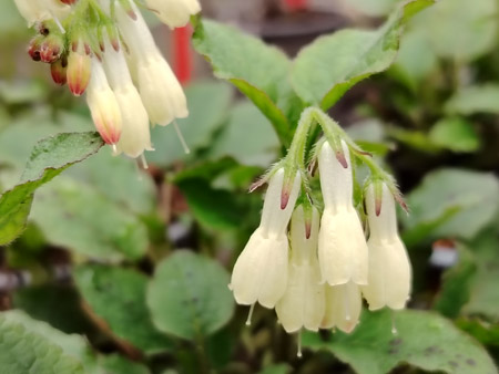 Kaukasus Beinwell (Symphytum grandiflorum) Bioland