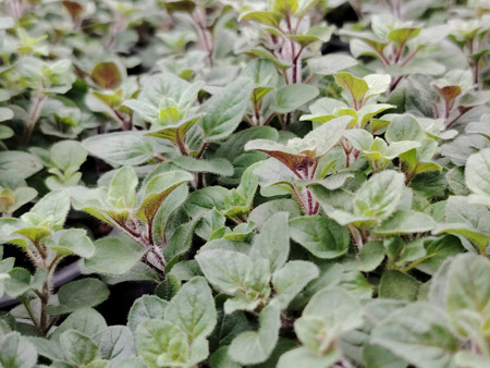 Griechischer Oregano