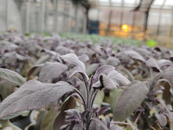 Roter Gewürzsalbei<em> (Salvia officinalis 'Purpurascens')