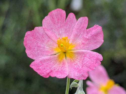 Bioland Sonnenröschen (Helianthemum)