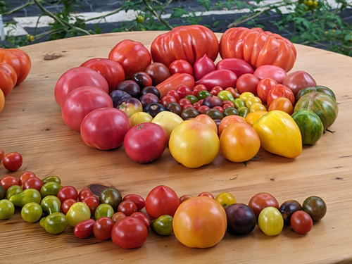 Foto Tomatenernte 2023 50 Sorten