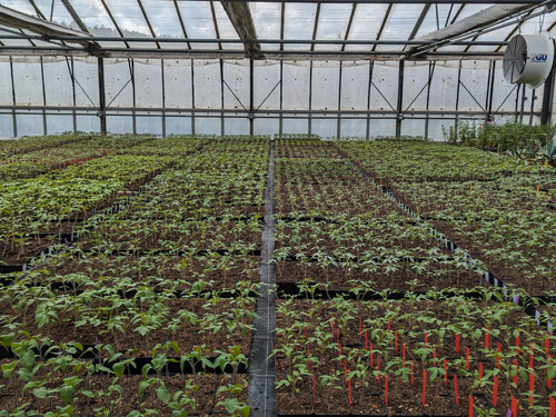 Foto Bioland Tomatenjugpflanzen 50 Sorten