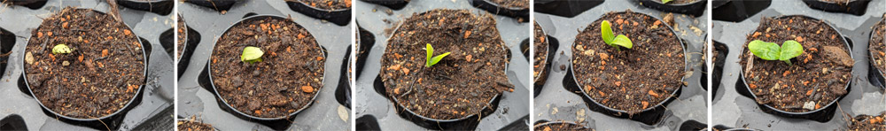 Bioland Zucchini Jungpflanzen Keimlinge
