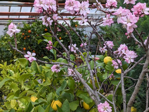 Bioland Überwinterung Nekatarinenblüte